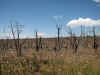 Scorched.JPG (120014 bytes)