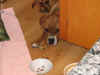 lucysad.JPG (39866 bytes)