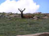 trail ridge elk.JPG (75884 bytes)