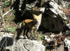 fox2.JPG (145962 bytes)