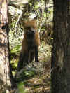fox3.JPG (104723 bytes)